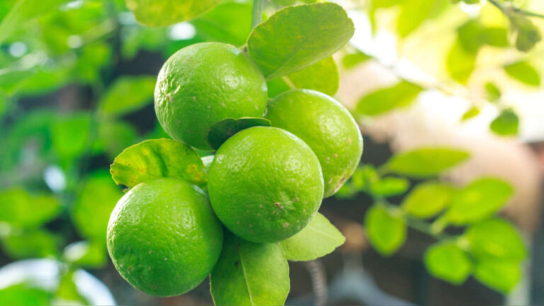 Exportaciones de limón piurano crecen en cuatro mil toneladas