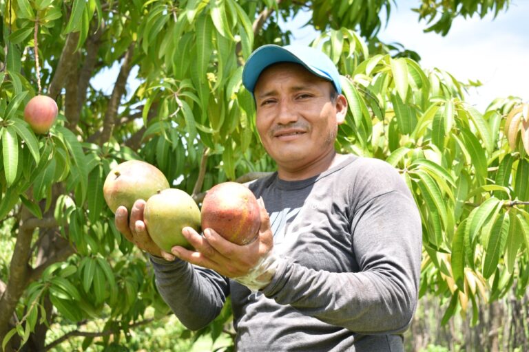 Cajamarca: temporada de mango se cosecha sin daño de mosca de la fruta